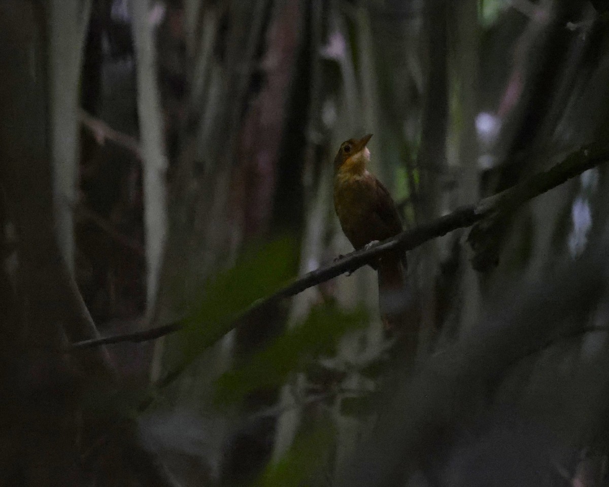 Ochre-throated Foliage-gleaner - ML629450319