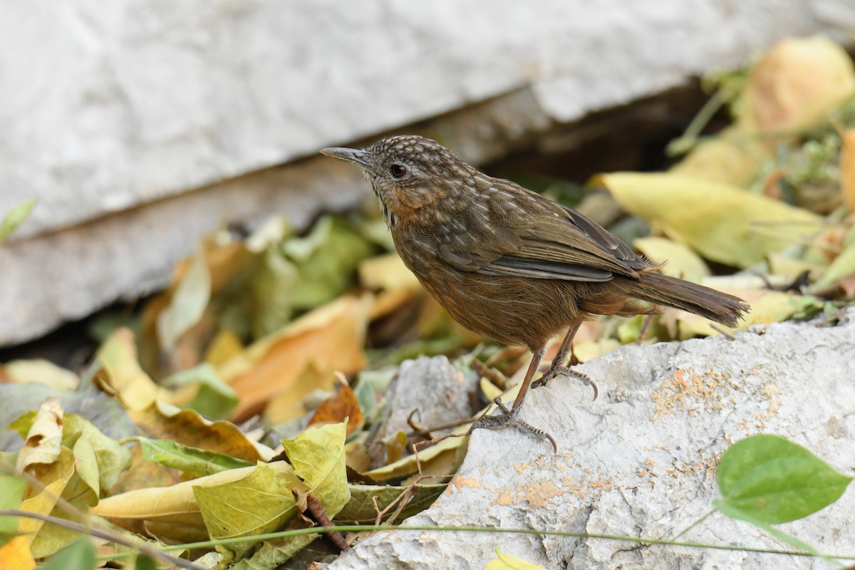 Rufous Limestone Babbler - ML629450412