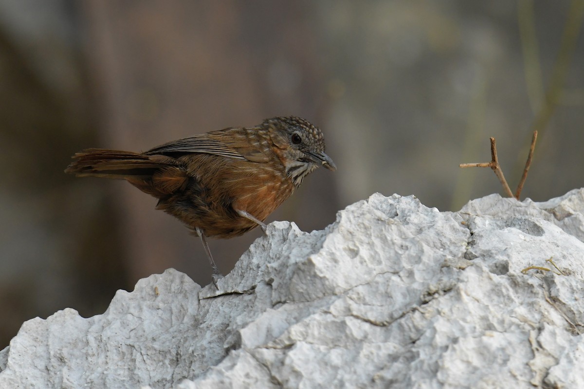 Rufous Limestone Babbler - ML629450413