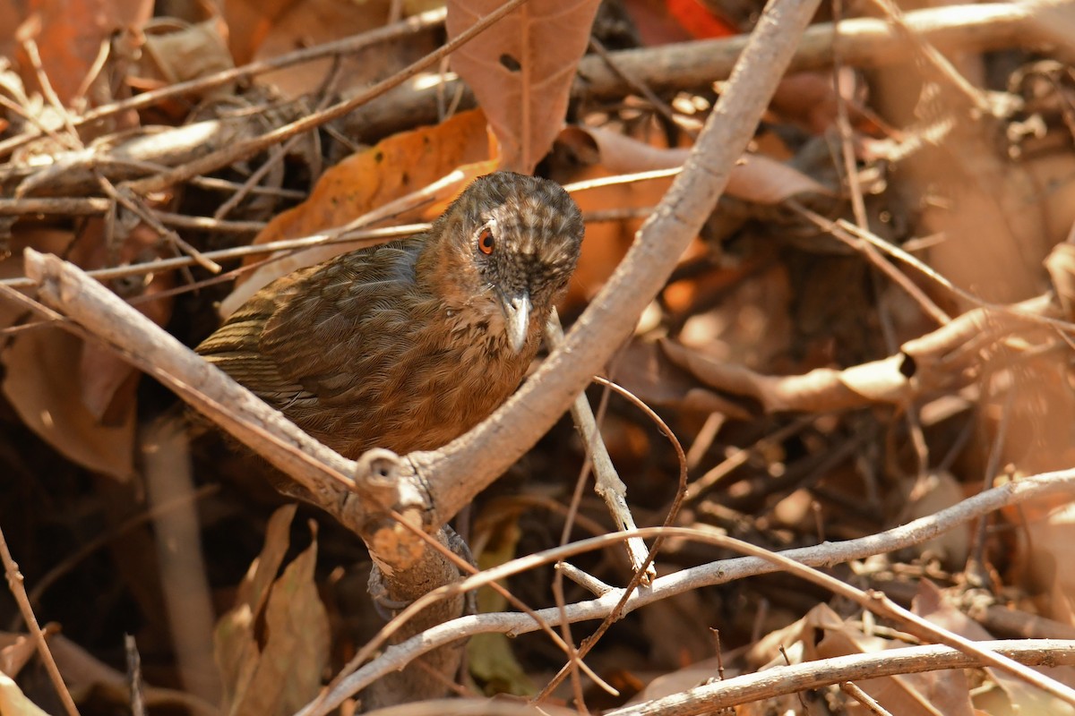 Rufous Limestone Babbler - ML629450414