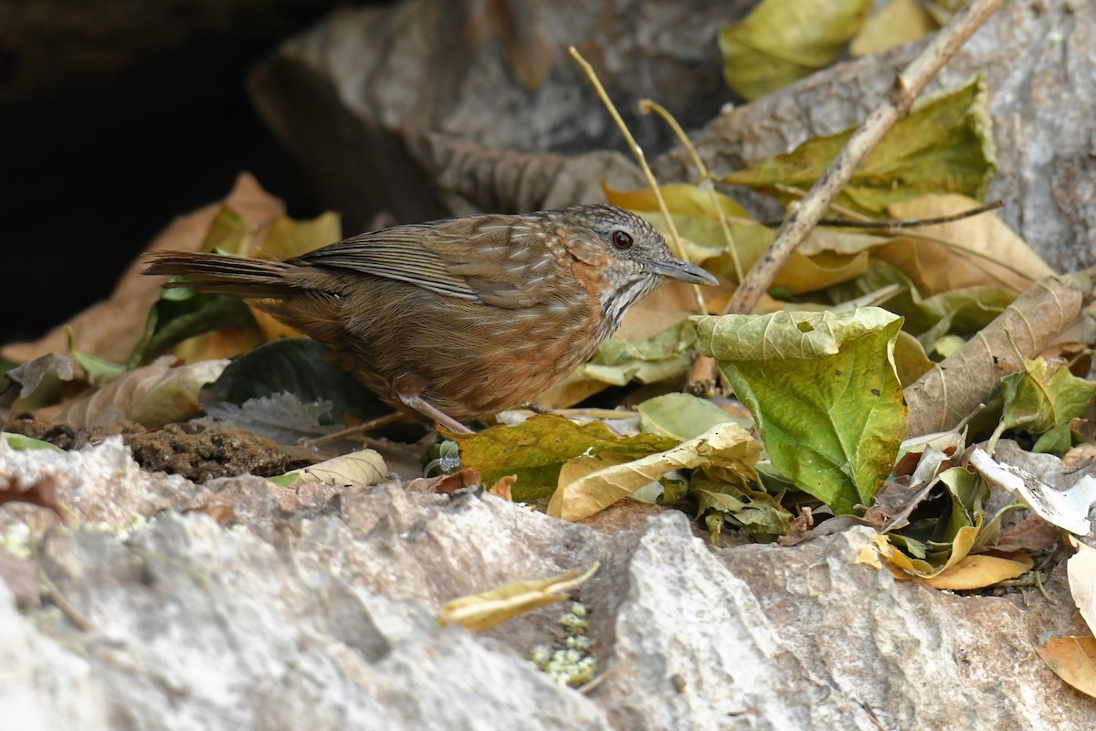 Rufous Limestone Babbler - ML629450415