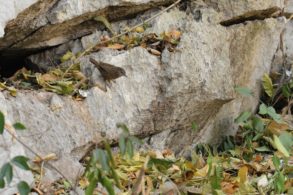 Rufous Limestone Babbler - ML629450416