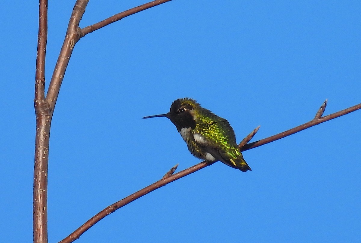 Anna's Hummingbird - ML629450550