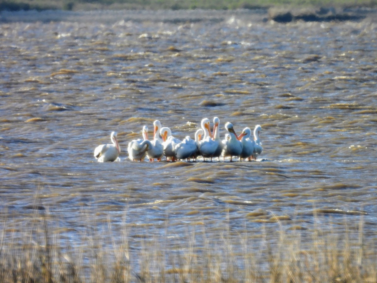 American White Pelican - ML629450833