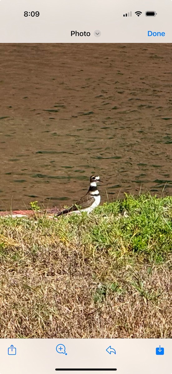 Killdeer - ML629450834