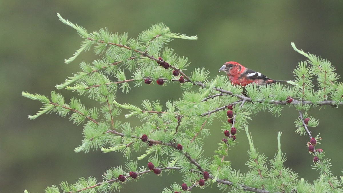 White-winged Crossbill - Daniel Jauvin