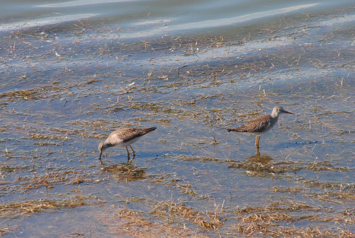 Lesser Yellowlegs - ML629451568