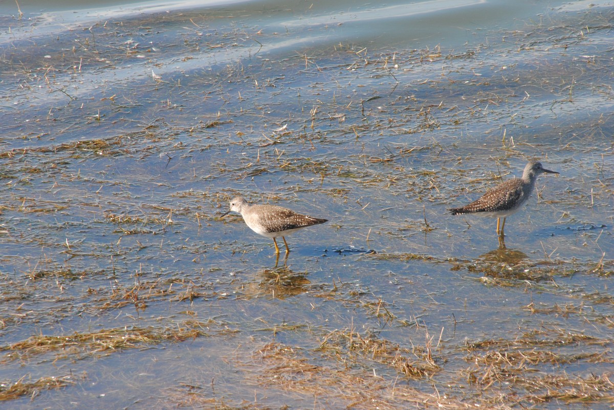Lesser Yellowlegs - ML629451569