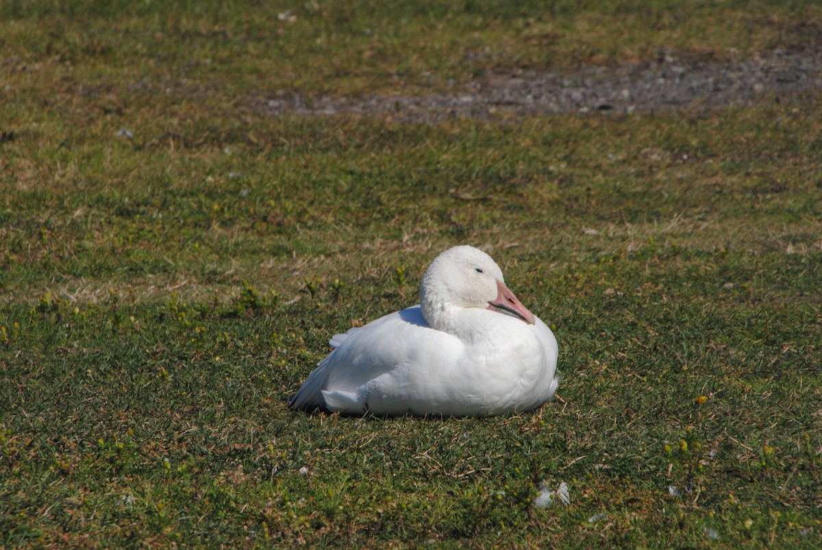 Snow Goose - ML629451712