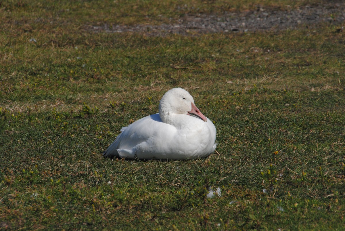 Snow Goose - ML629451713