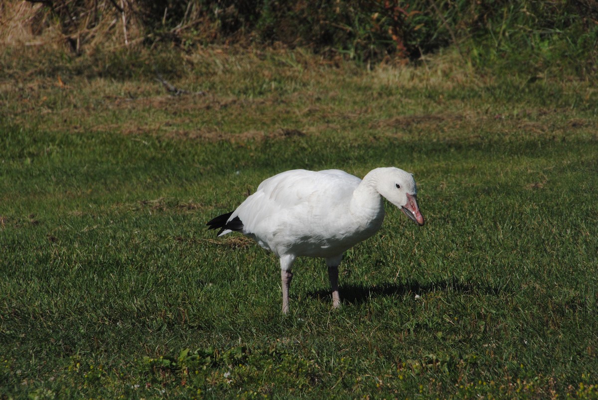 Snow Goose - ML629451714