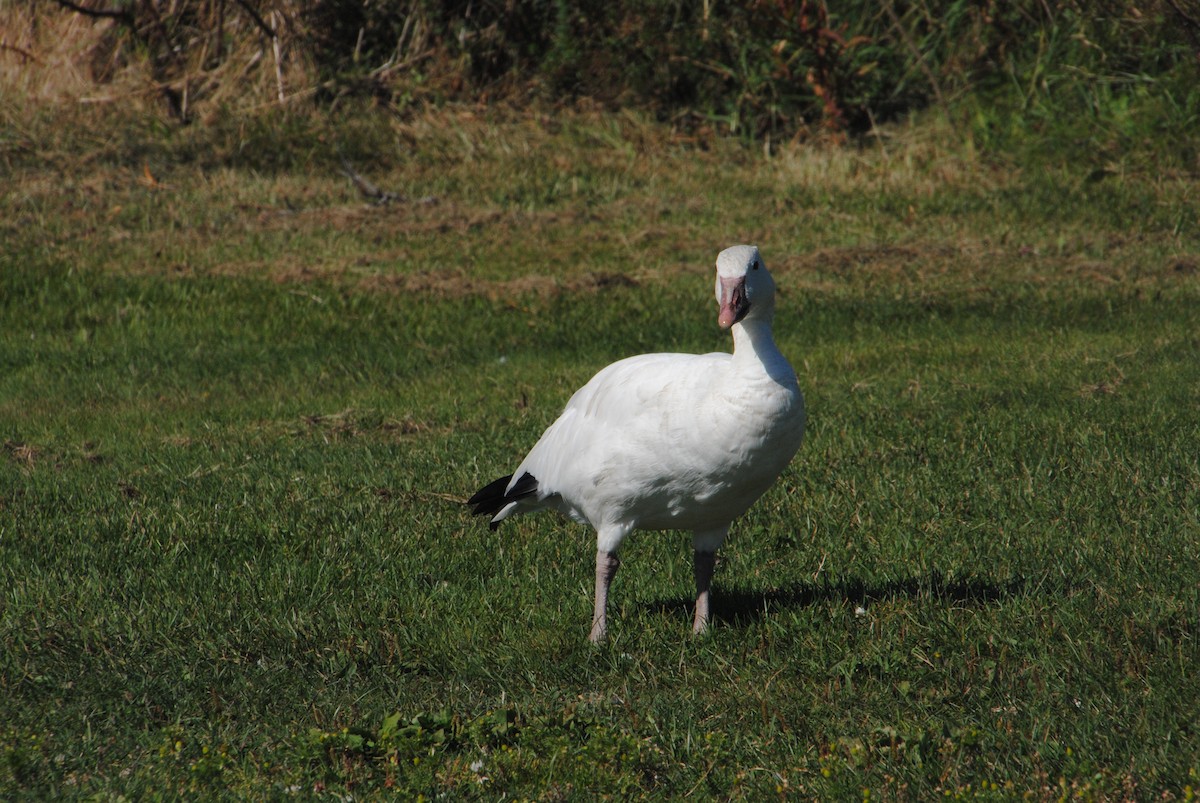 Snow Goose - ML629451715