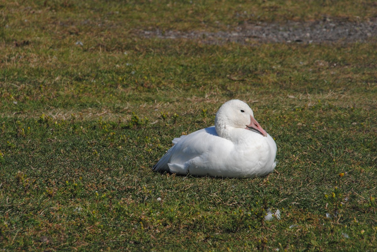 Snow Goose - ML629451716