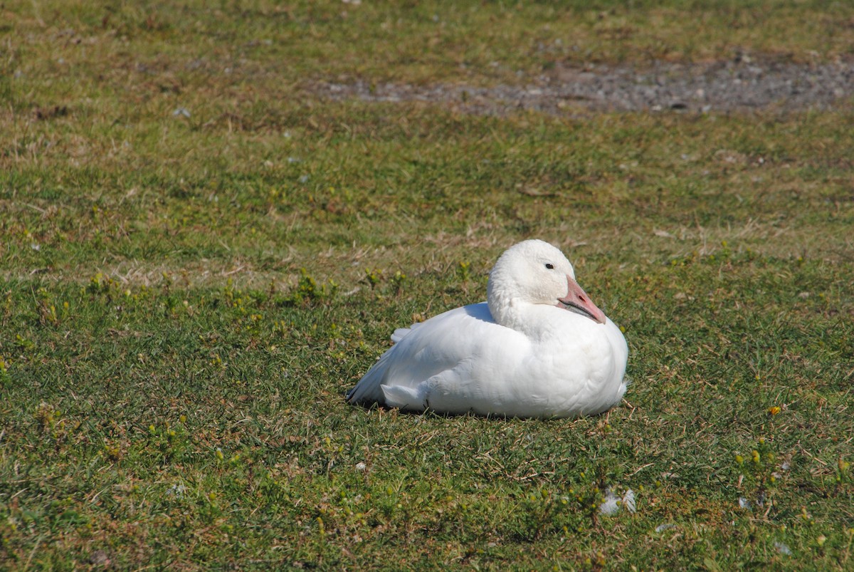 Snow Goose - ML629451717