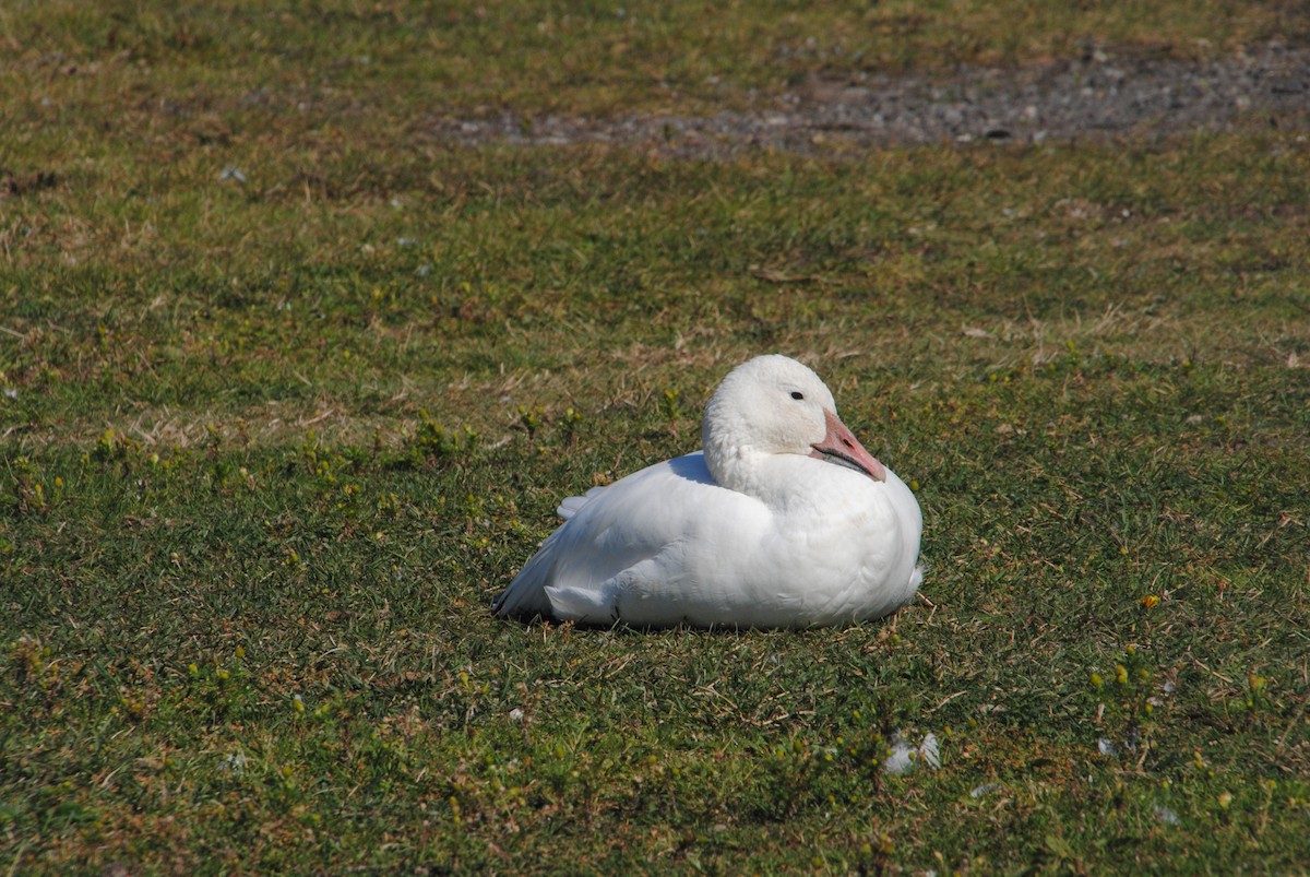 Snow Goose - ML629451718