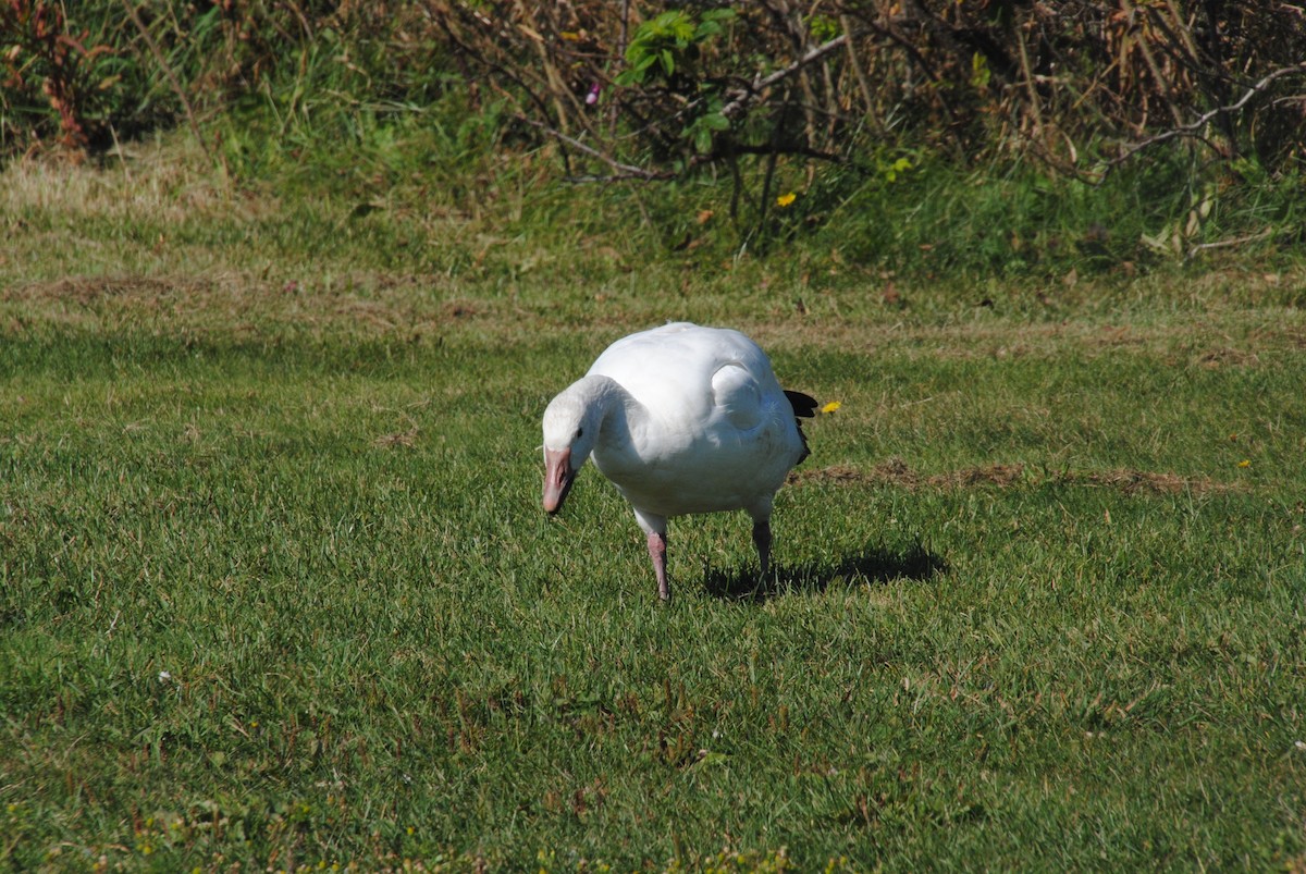 Snow Goose - ML629451719