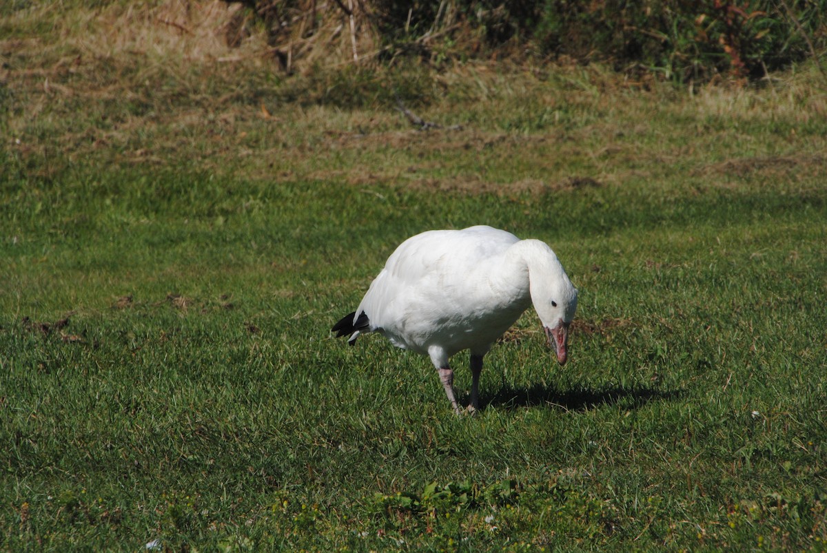 Snow Goose - ML629451720