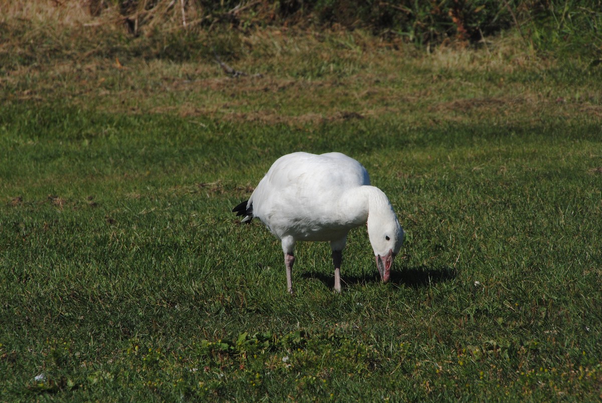 Snow Goose - ML629451721