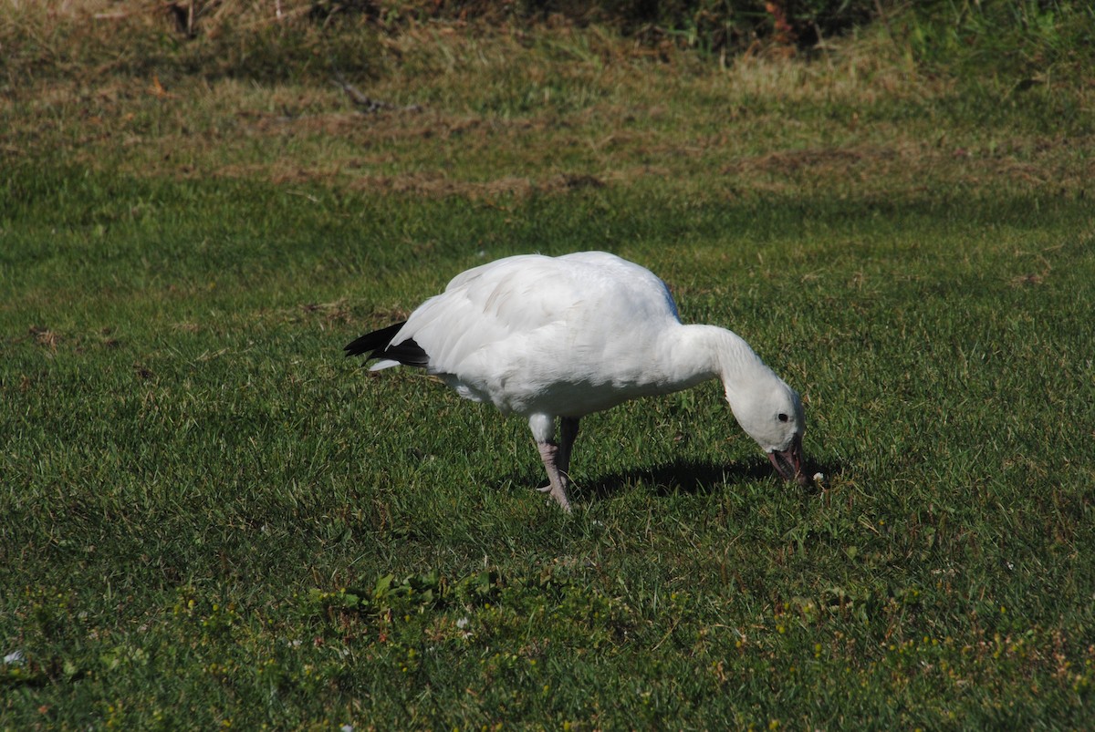 Snow Goose - ML629451722