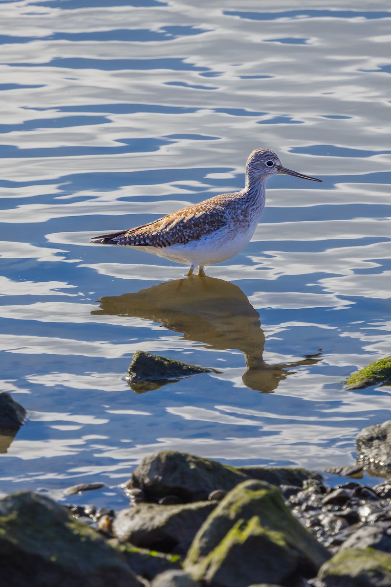 Greater Yellowlegs - ML629451817