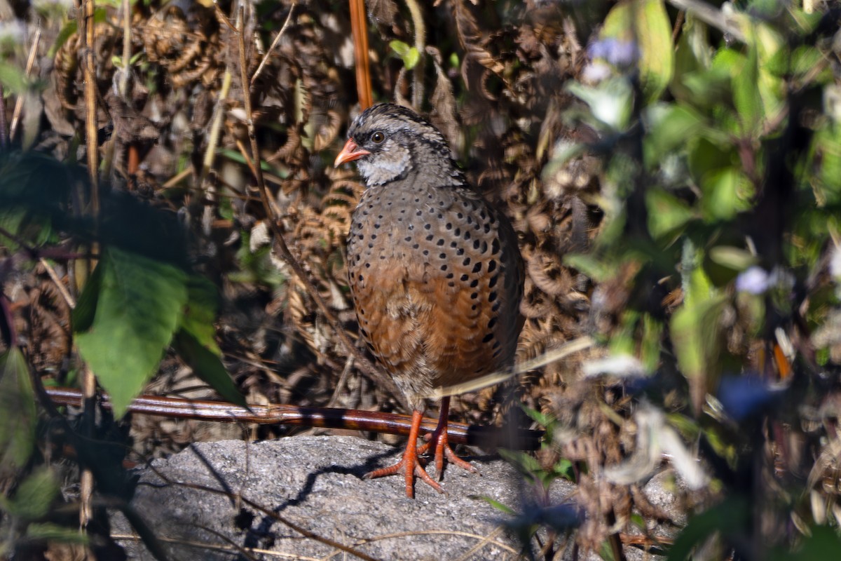 Painted Bush-Quail - ML629451952