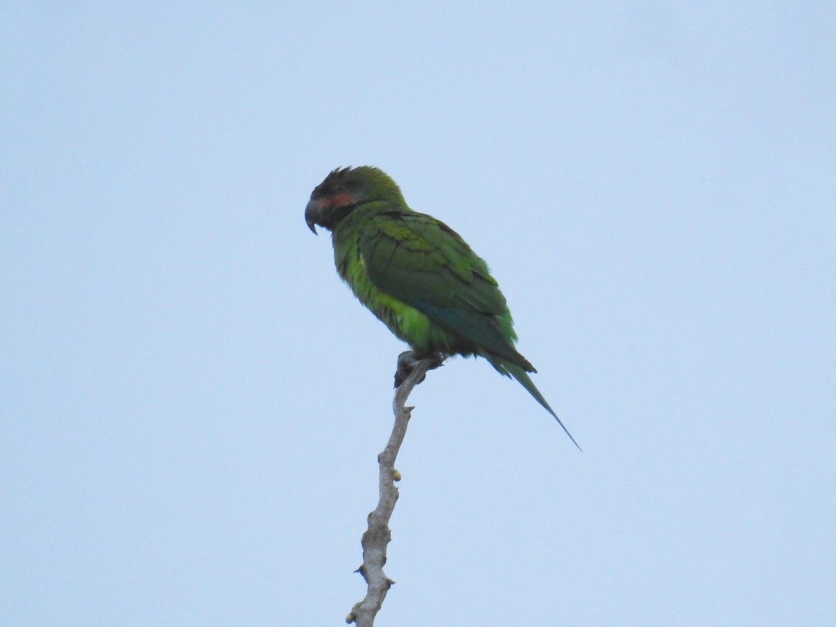 Long-tailed Parakeet - ML629451955