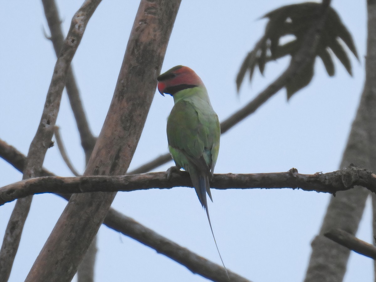 Long-tailed Parakeet - ML629451956