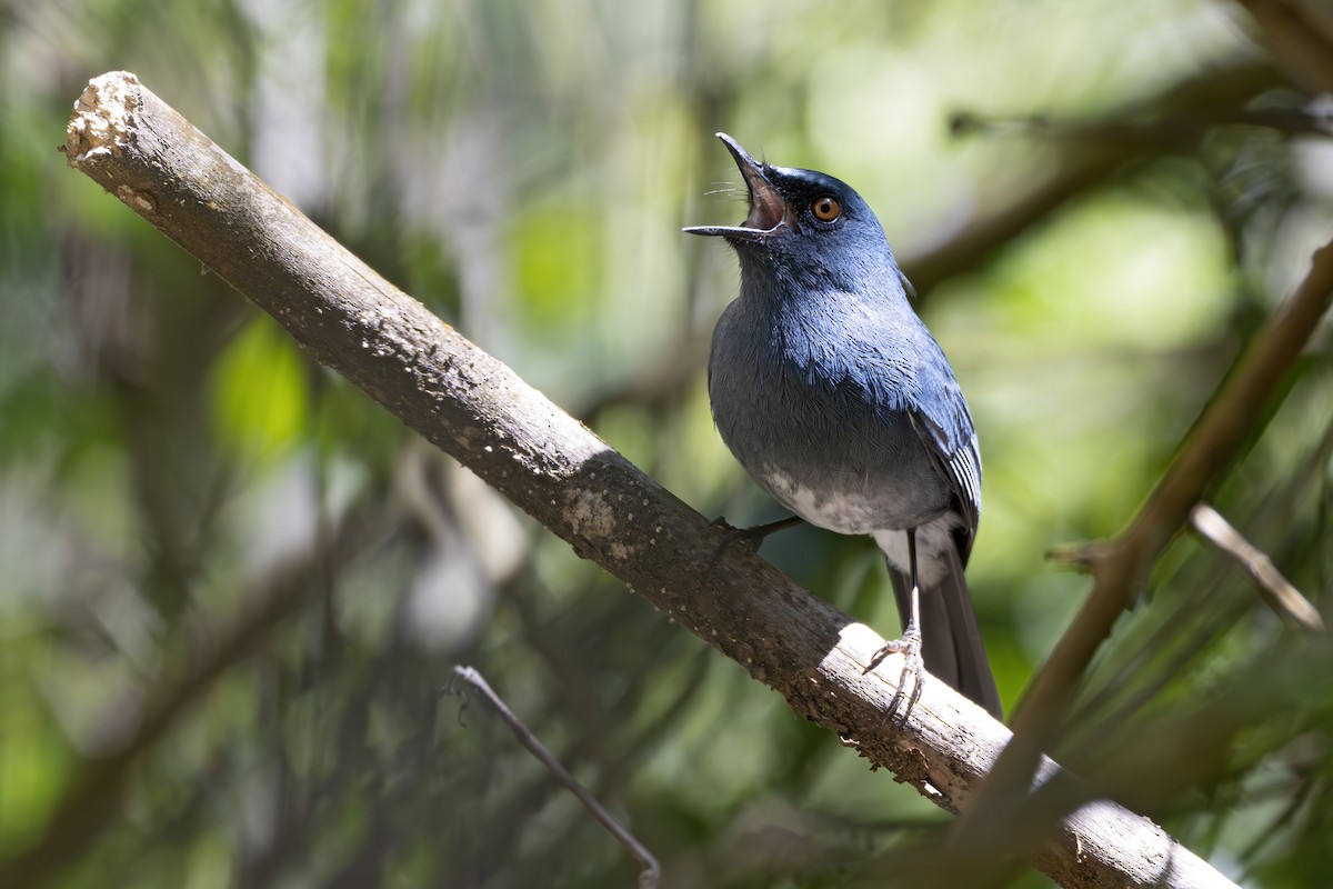 White-bellied Sholakili - ML629451967
