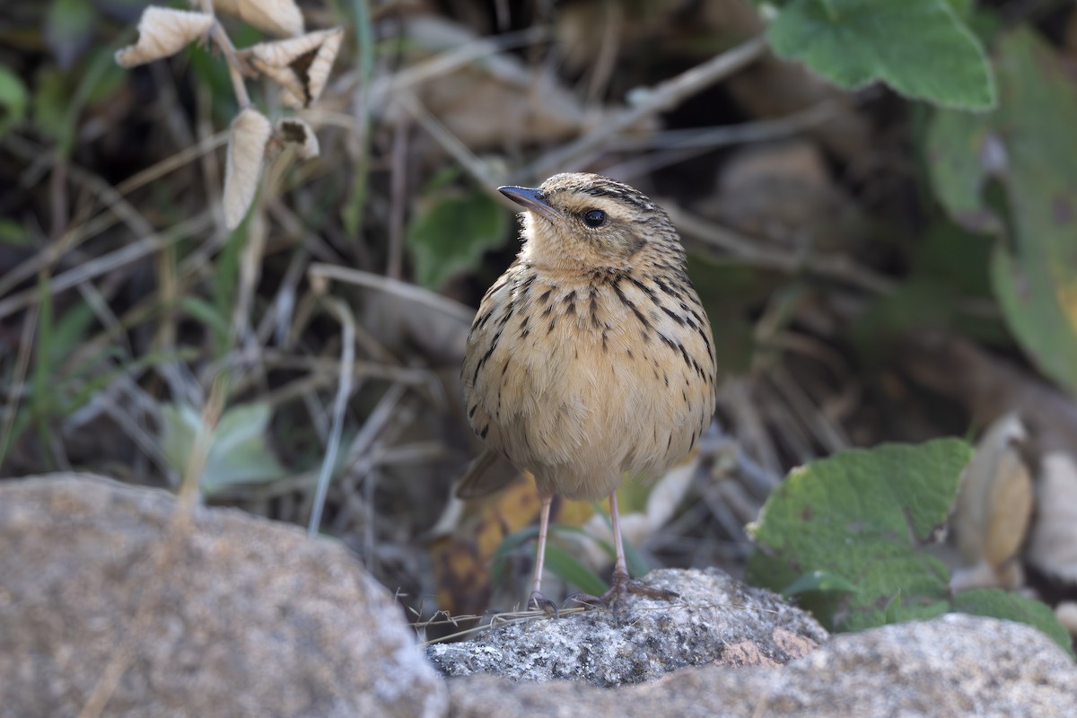 Nilgiri Pipit - ML629451970
