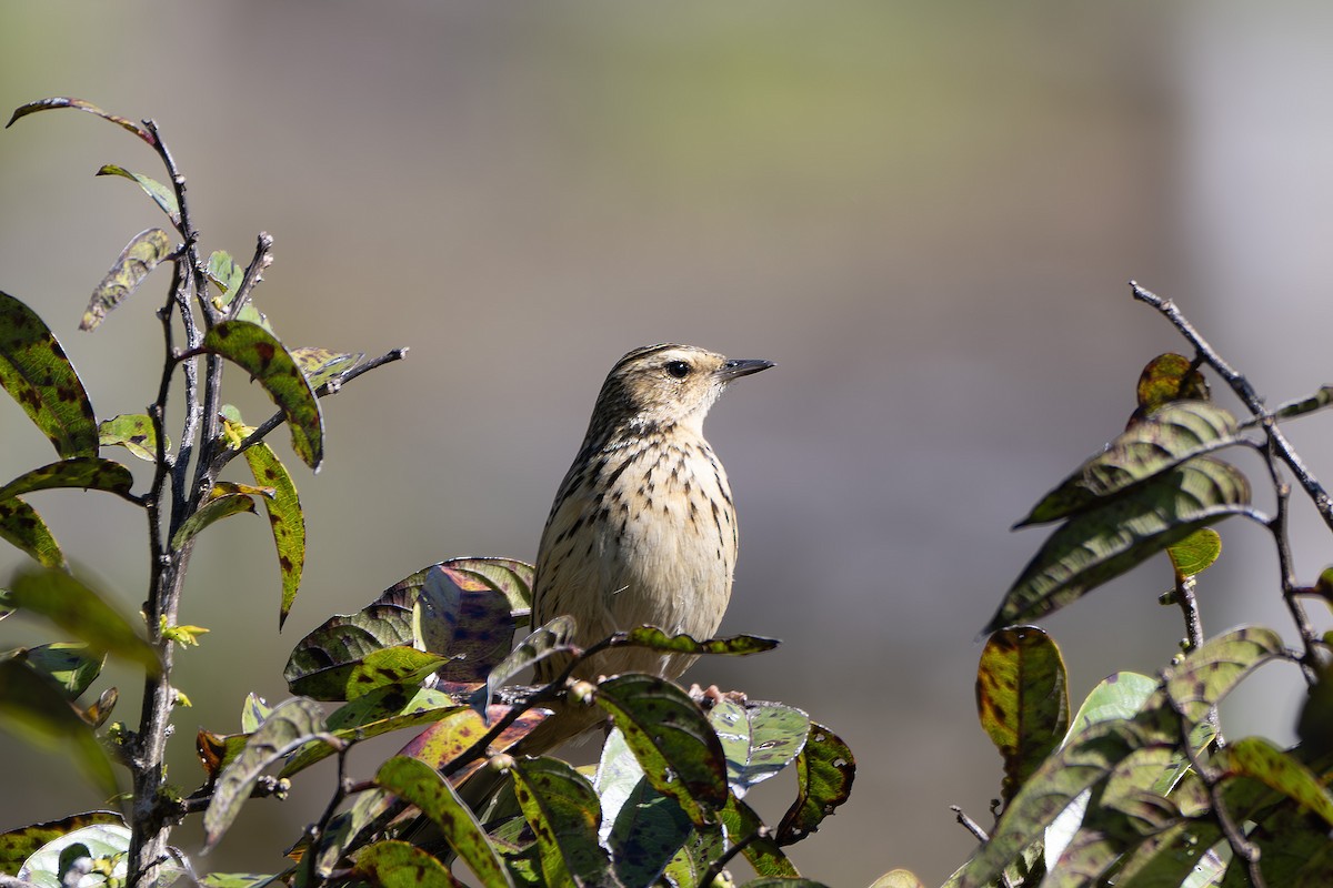 Nilgiri Pipit - ML629451971