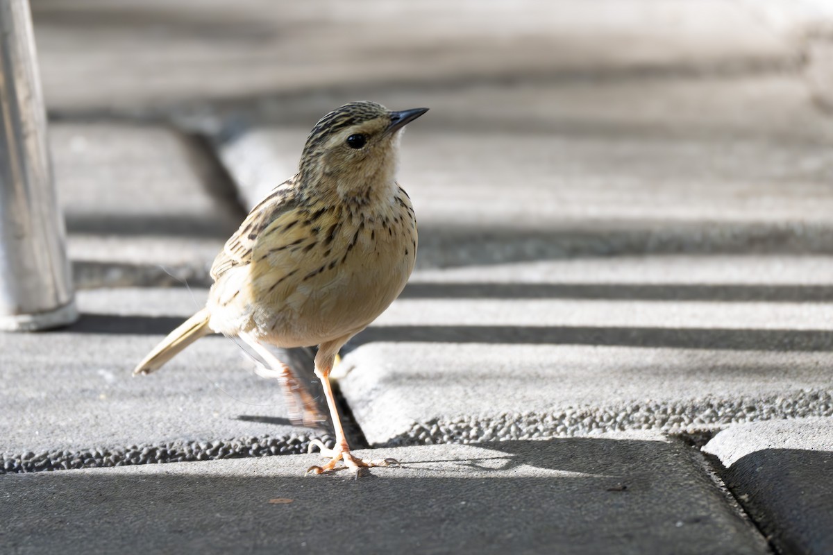 Nilgiri Pipit - ML629451972