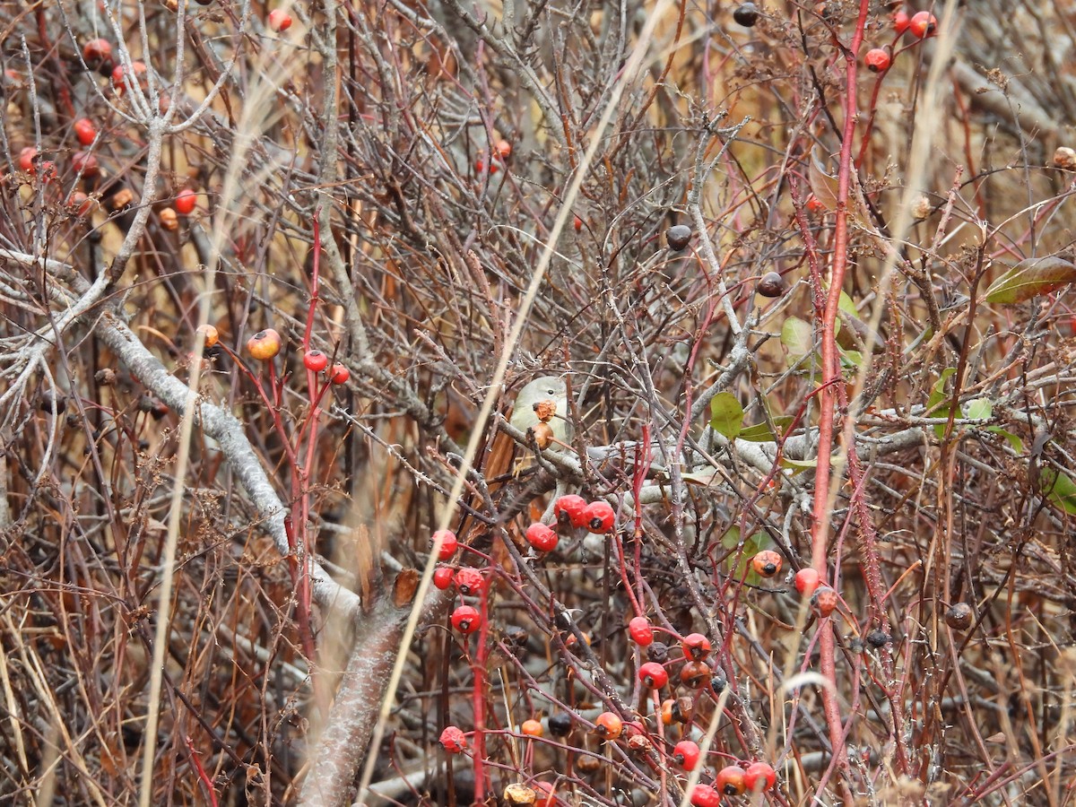 Orange-crowned Warbler - ML629452159
