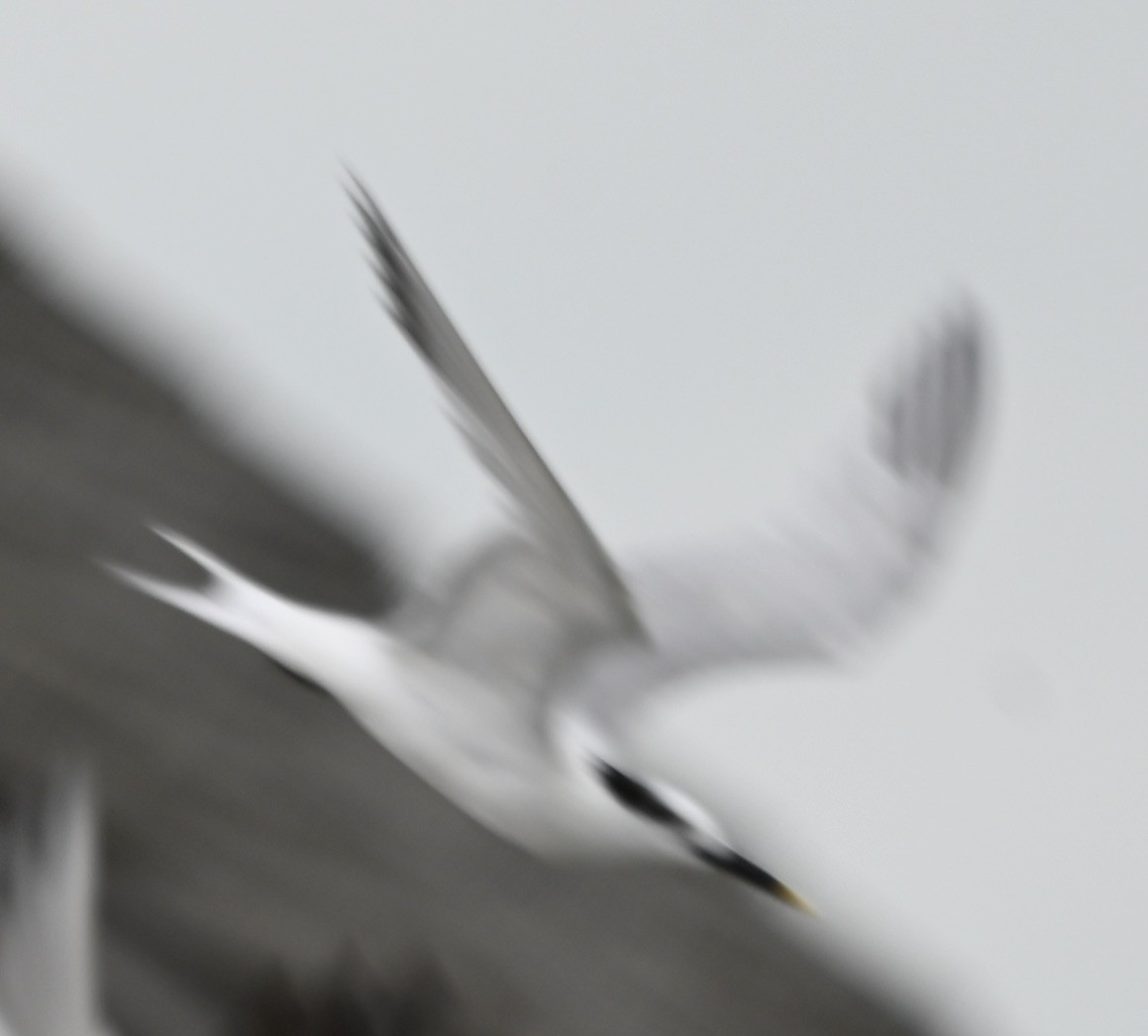 Sandwich Tern - ML629452233