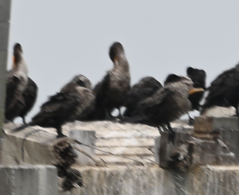 Double-crested Cormorant - ML629452307