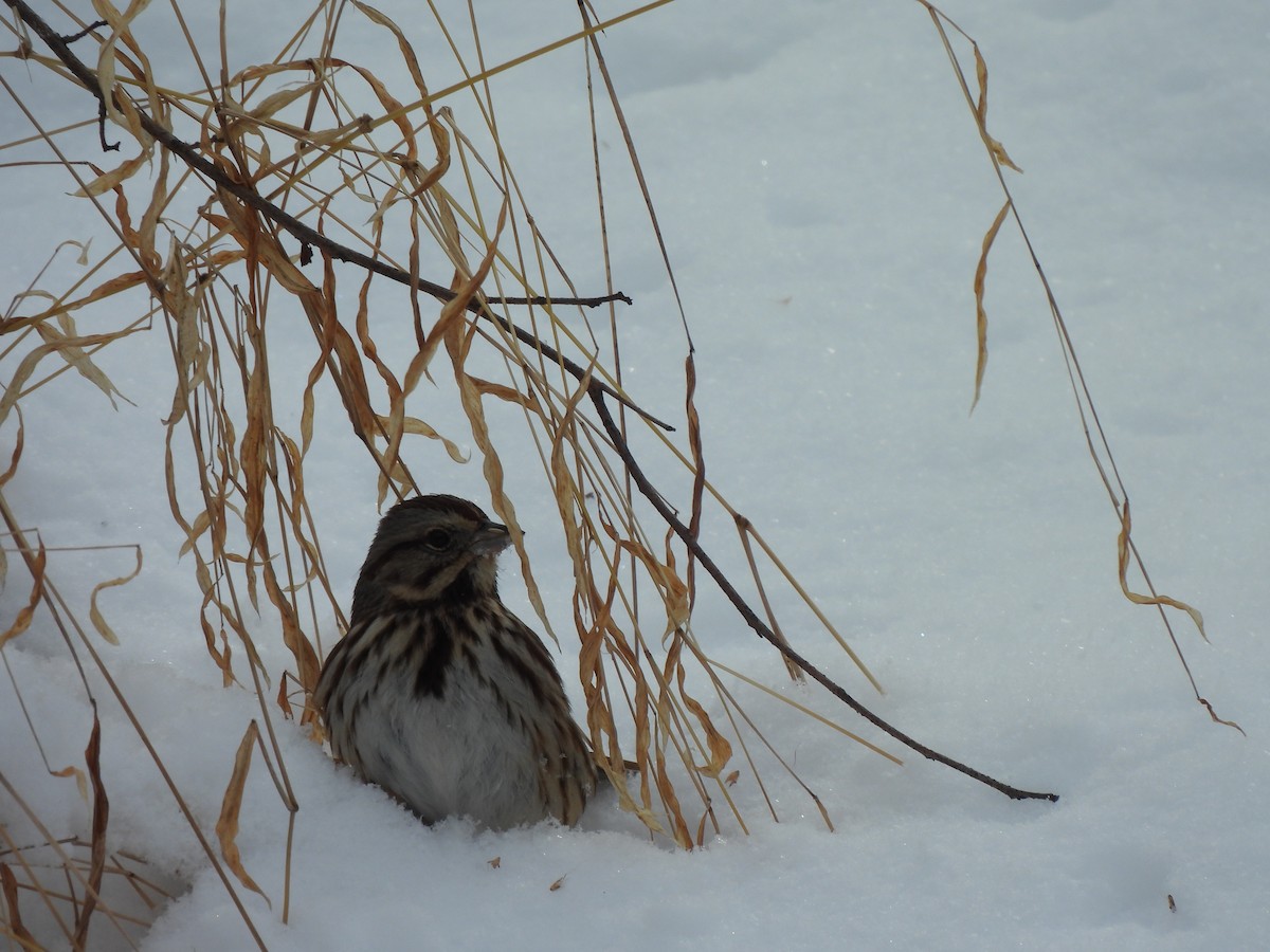 Song Sparrow - ML629452364