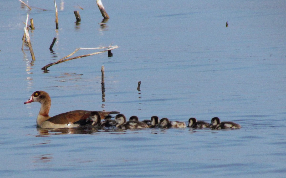 Egyptian Goose - ML629452489
