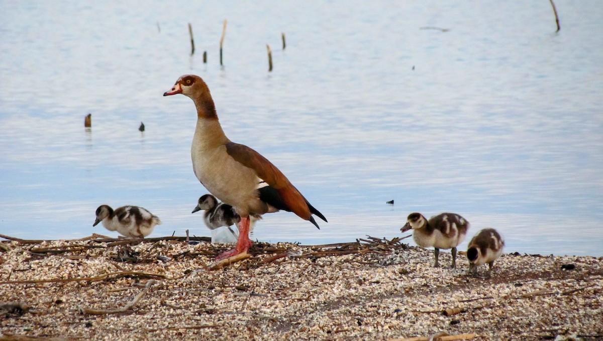 Egyptian Goose - ML629452490