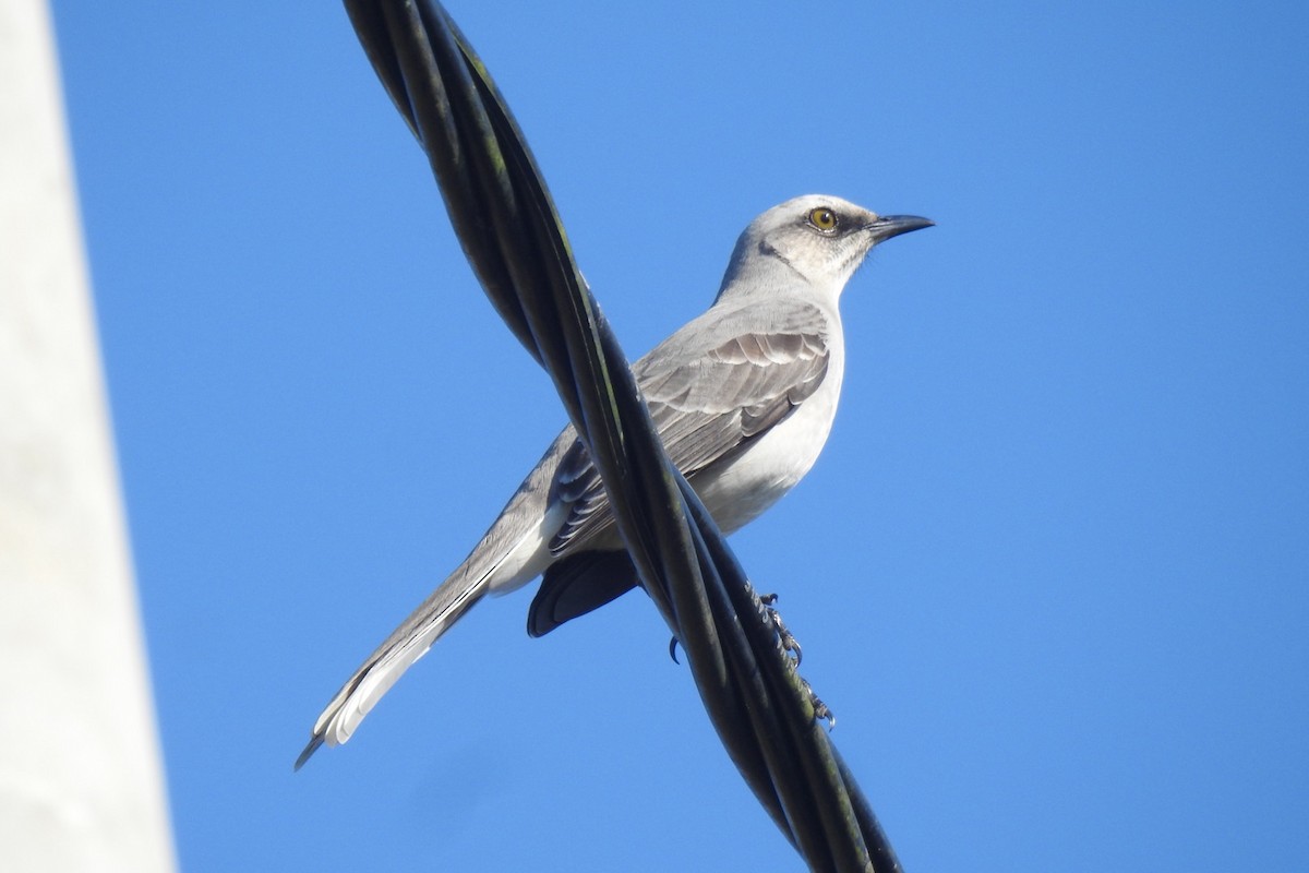 Tropical Mockingbird - ML629453007