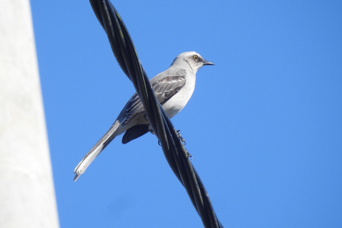 Tropical Mockingbird - ML629453008