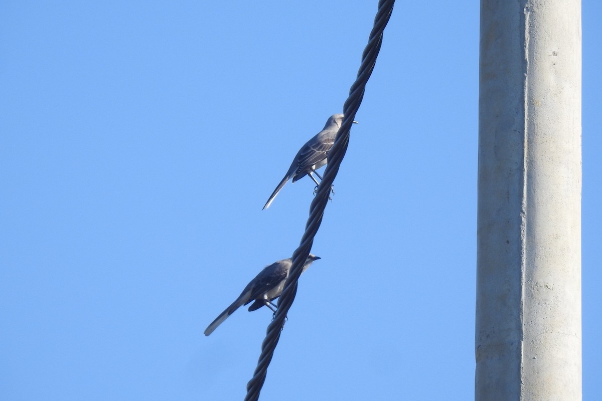 Tropical Mockingbird - ML629453009