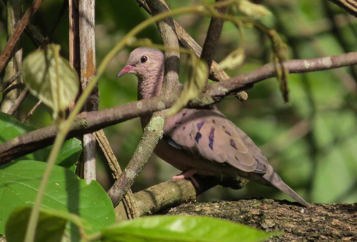 Common Ground Dove - ML62945331