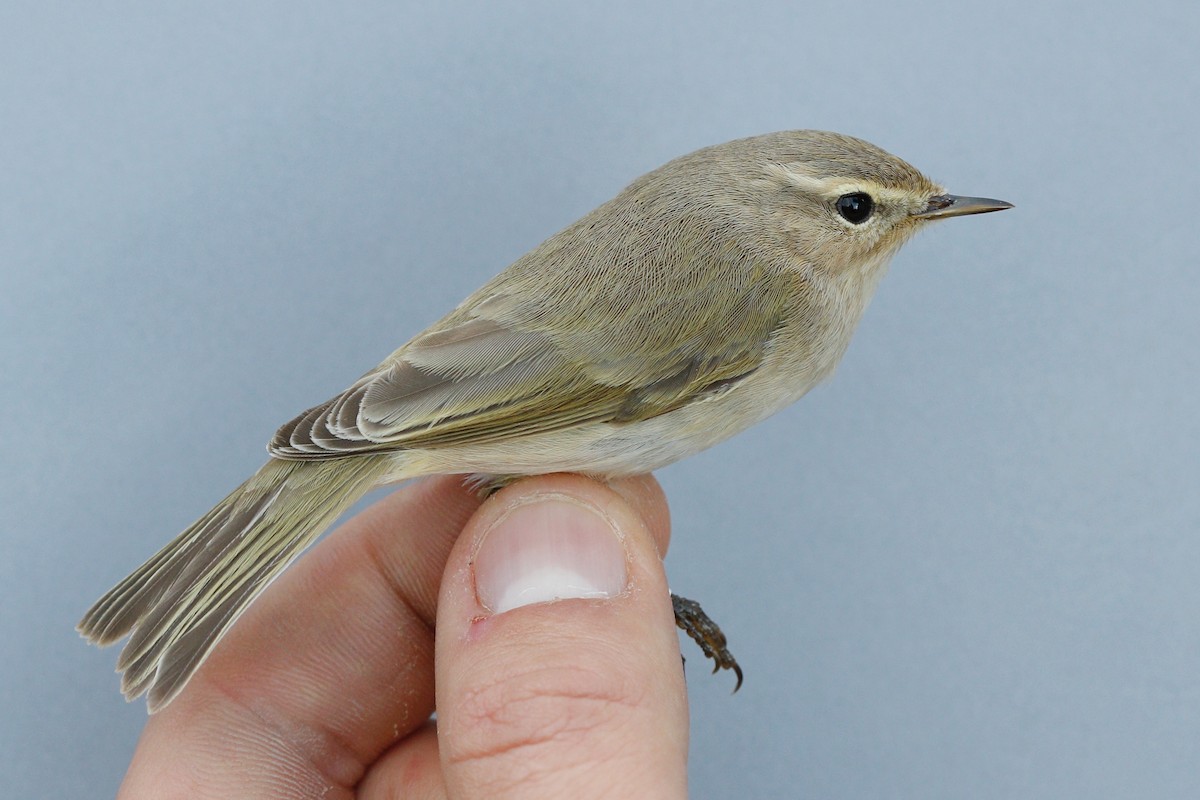 Common Chiffchaff (Siberian) - ML629453385