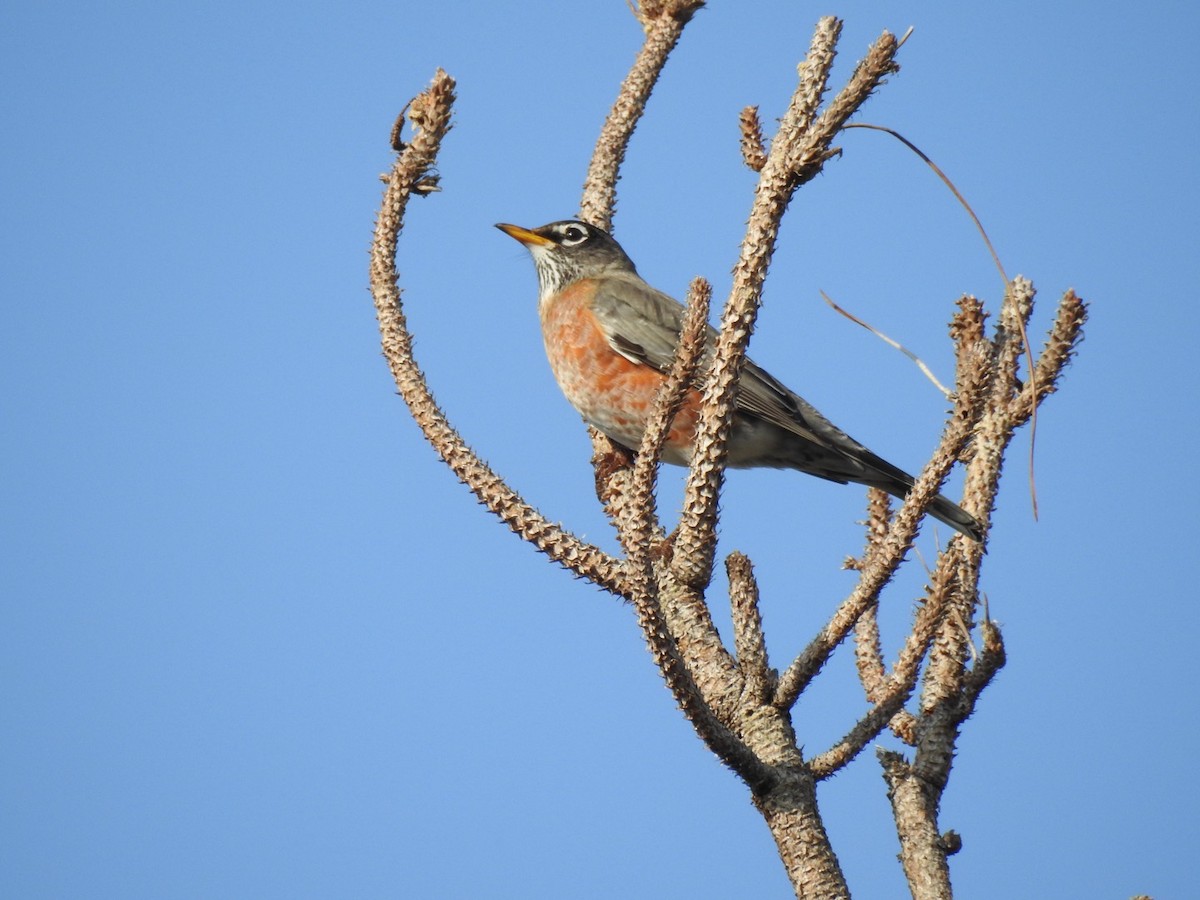American Robin - ML629453625