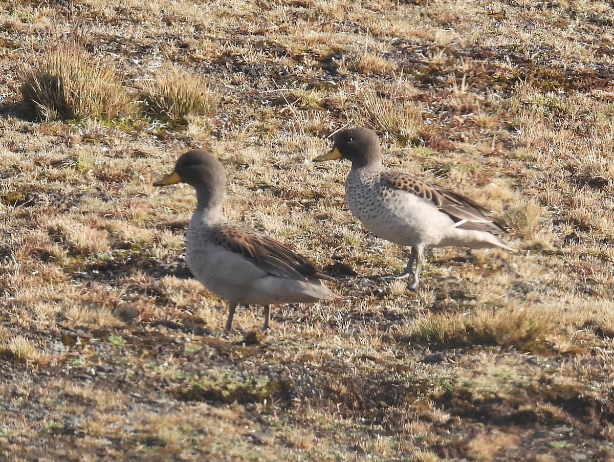 Yellow-billed Pintail - ML629453633