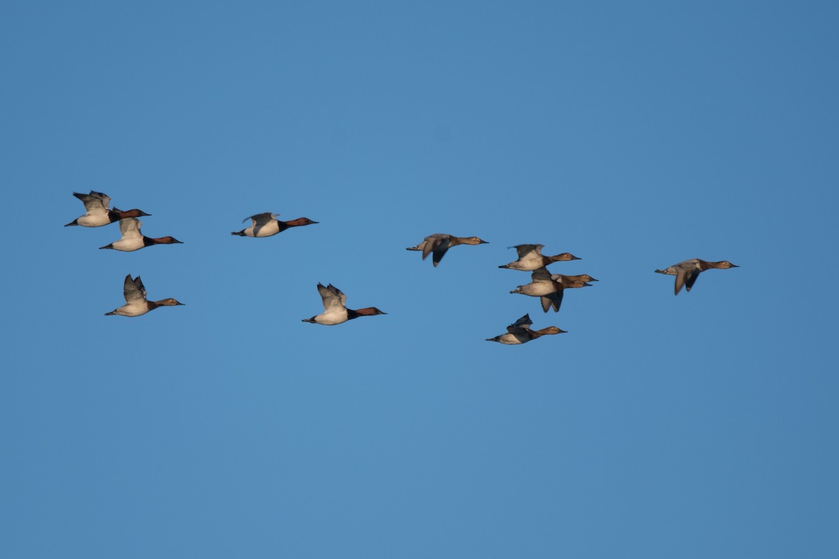 Canvasback - ML629453641