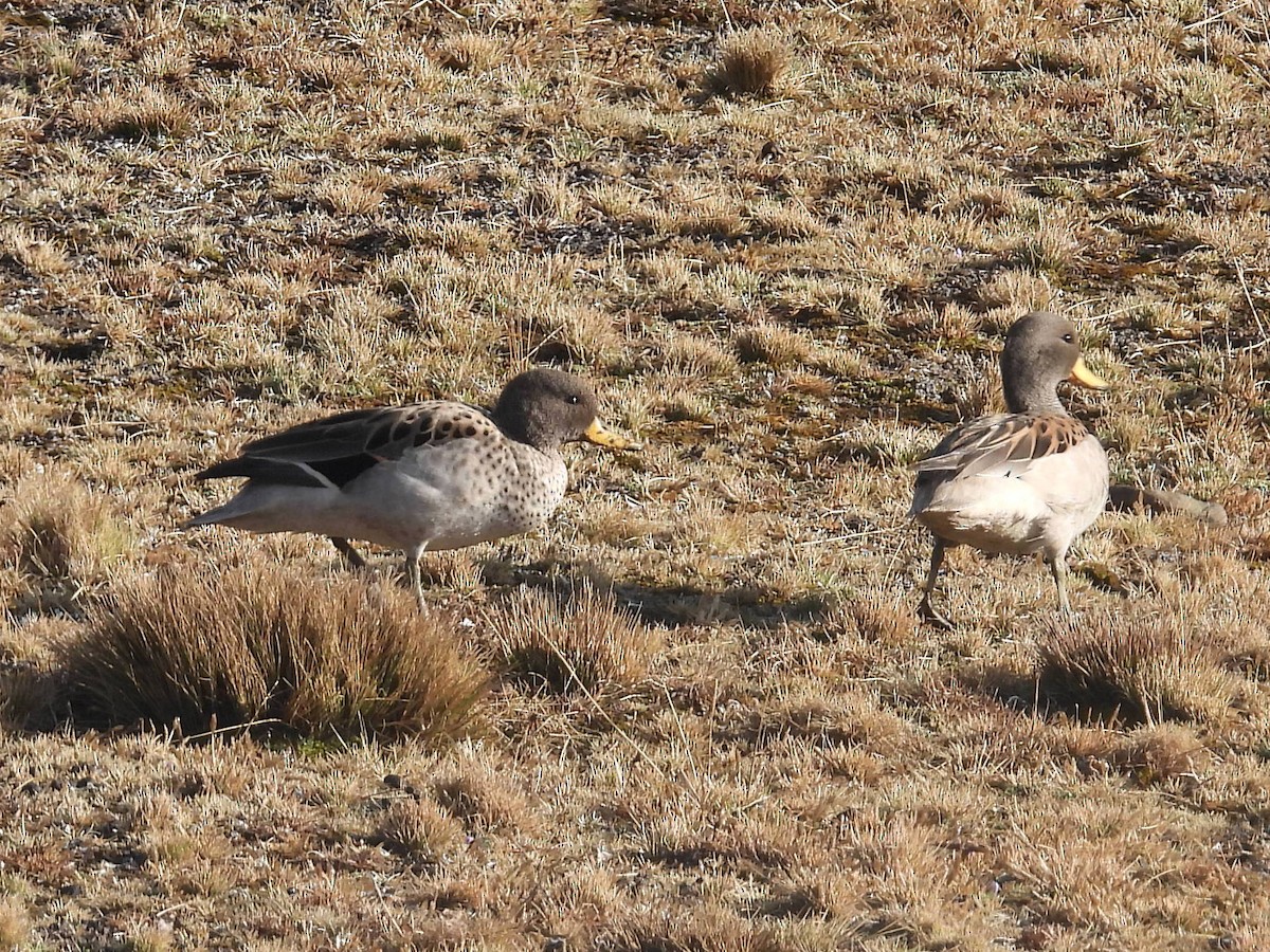Yellow-billed Pintail - ML629453660