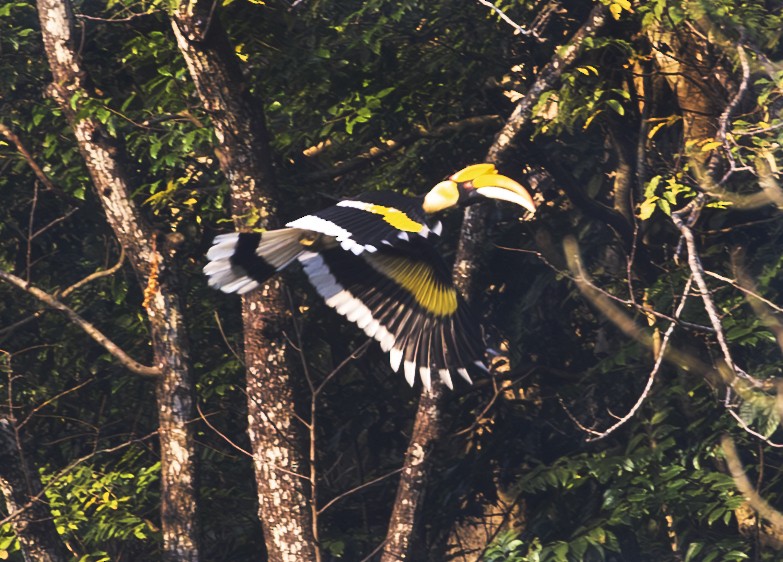 Great Hornbill - ML629453771