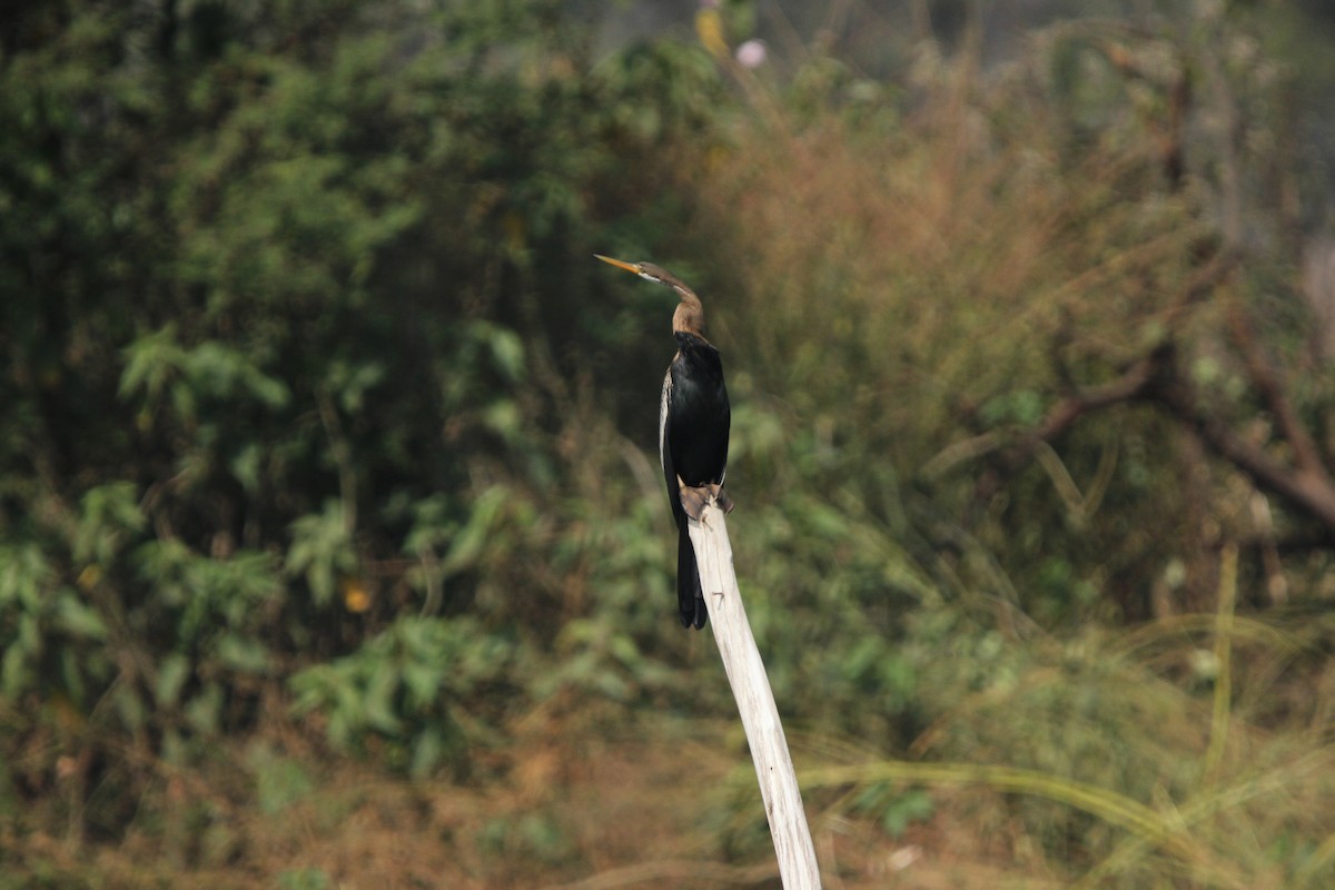 Oriental Darter - ML629453802