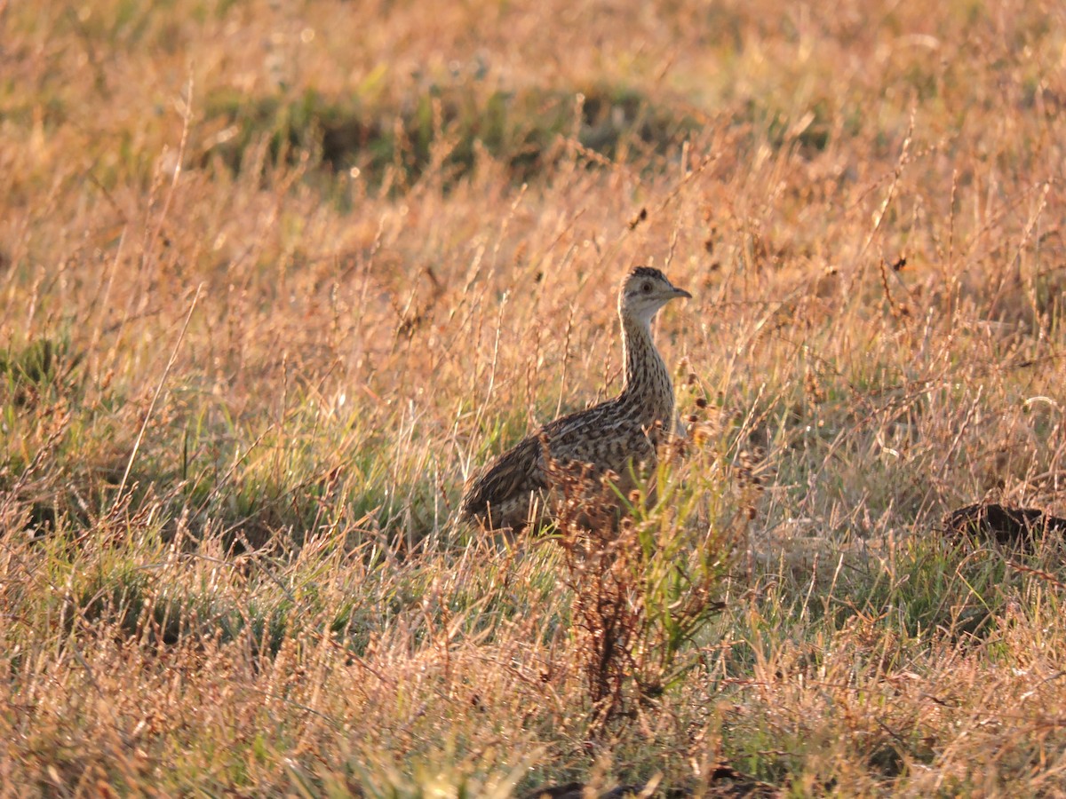 Spotted Nothura - ML629453903