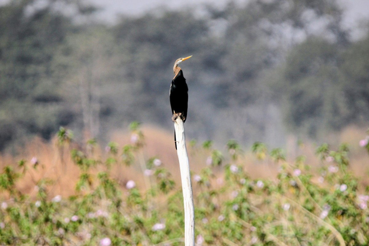 Oriental Darter - ML629453904